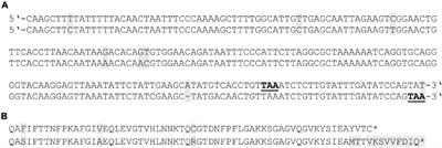 The Non-phosphorylating Glyceraldehyde-3-Phosphate Dehydrogenase GapN Is a Potential New Drug Target in Streptococcus pyogenes